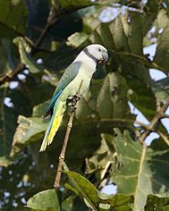 Малабарский кольчатый попугай (Psittacula columboides) 
