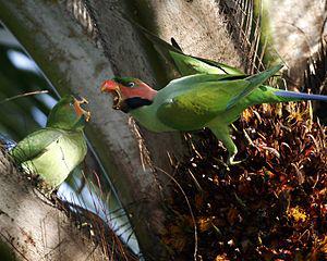 Нитехвостый кольчатый попугай (Psittacula longicauda) - 