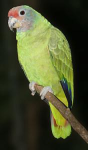 Краснохвостый амазон (Amazona brasiliensis) 