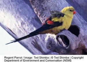 Роскошный горный попугай (Polytelis anthopeplus) - 