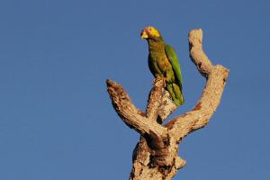 Желтобрюхий амазон (Alipiopsitta xanthops) - 