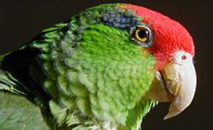 Green -based Amazon (Amazona Viridigenalis) -