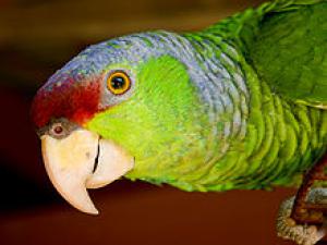 White Amazon: Photo, Video, Housing And Reproduction