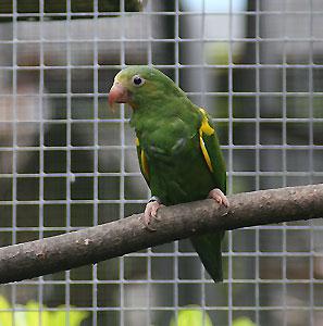 Солдатский амазон (Amazona mercenaria) - 