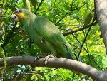 Венесуэльский амазон (Amazona amazonica)