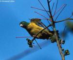 Желтошейный ракетохвостый попугай (Prioniturus platurus)