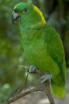 Желтошейный амазон (Amazona auropalliata)