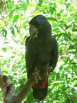 Траурный какаду (Calyptorhynchus (Zanda) funereus)