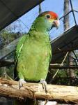 Краснобровый амазон (Amazona rhodocorytha)