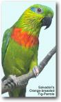Карликовый попугай Сальвадори (Psittaculirostris salvadorii)