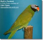 Сероголовый кольчатый попугай (Psittacula caniceps)