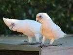 Гологлазый какаду (Cacatua sanguinea, Kakatoe sanguinea)