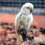 Какаду Гоффина (Cacatua goffiniana, Cacatua goffini, Kakatoe goffini)