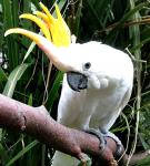 Малый желтохохлый какаду (Cacatua sulphurea, Plyctolophus sulphurea)