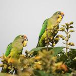 Кактусовая аратинга (Aratinga cactorum)