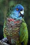 Синелицый амазон (Amazona versicolor)