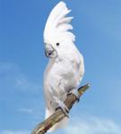 Большой белохохлый какаду (Cacatua alba)