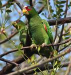 Белолобый амазон (Amazona albifrons)