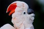 Молуккский какаду (Cacatua moluccensis)