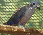 Тёмный красногузый попугай (Pionus fuscus)