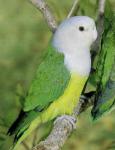 Сероголовый неразлучник (Agapornis canus)