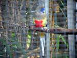 Кровавобрюхий плоскохвостый попугай (Psephotus haematogaster haematogaster)