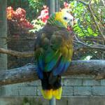 Королевский амазон (Amazona guildingii)