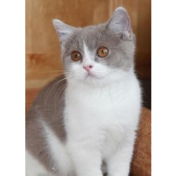 Британский котенок лиловый би-колор, носитель редчайшего окраса фавн