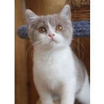 Британский котенок лиловый би-колор, носитель редчайшего окраса фавн
