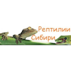 Рептилии