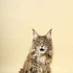 ALMIRO – питомник кошек породы Мейн-кун