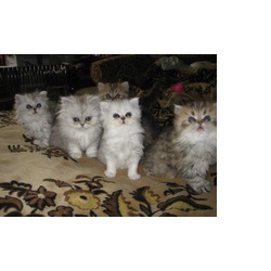 Персидские шиншиловые котята.
