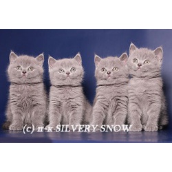 Британские котята из питомника Silvery Snow