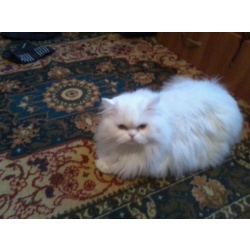 Персидский кот 3г. с родословной породой, ищет невесту