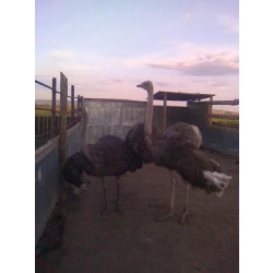 Продаются 2 самки африканского страуса