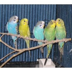 Продаю волнистых попугаев