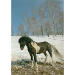 Продам лошадей: Алтайских аборигенок