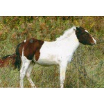 Продам лошадей: Алтайских аборигенок
