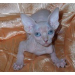 Канадский сфинкс ,голые синеглазые котята,(доставка).