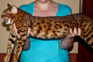 Леопард Кошка Фото
