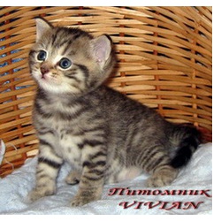 Британские тигровые котята из питомника VIVIAN.
