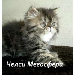 Персидская кошечка