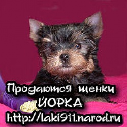 Щенки ЙОРКШИРСКОГО ТЕРЬЕРА 2 мальчика!