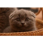 Куплю за минимальную цену или прейму в дар шотландского вислаухого котенка мальчика из Сочи, Москвы
