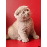 Куплю за минимальную цену или прейму в дар шотландского вислаухого котенка мальчика из Сочи, Москвы