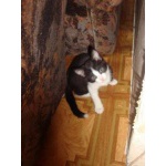 Красивые умные котята