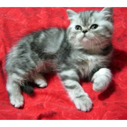 персидские котята безумно красивого окраса