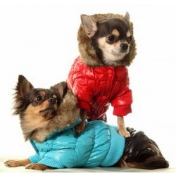 Брендовая одежда для маленьких собак