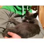 Найдена молодая русская голубая кошка