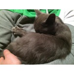 Найдена молодая русская голубая кошка